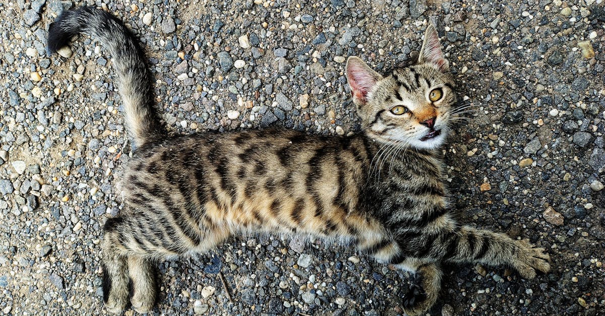 recevez des notifications instantanées et restez informé grâce à notre système d'alerte personnalisable. gérez facilement vos alertes et ne manquez aucune information importante.